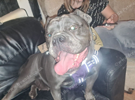 English Bulldog Blue Rare 1 &frac12; Years Old