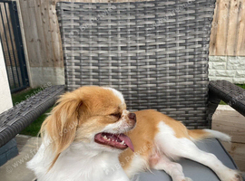 Japanese Chin Cross with a Shituz Male 13 Months Old