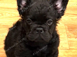 French bulldogs