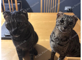 2 female savannah cats