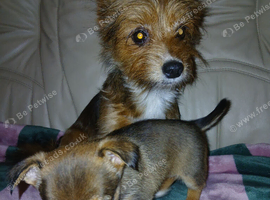 Yorkshire terrier cross pomeranian