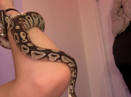 beautiful ball python for sale
