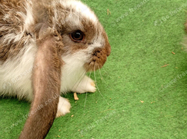 Giant French lops