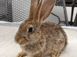 Continental Giant x New Zealand White Bunnies
