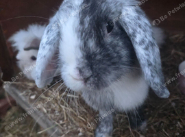 Merl coloured lion lop