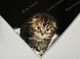 Scottish fold long hair