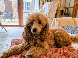 Toy poodle 9 months old Apricot girl