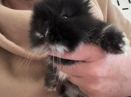 Baby rabbits