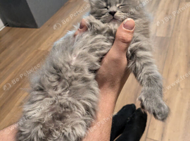 Polydactyl blue girl looking for forever home
