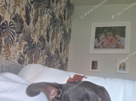 Blue and tan male miniature Dachshund