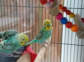 Four cute young cock budgies