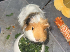 Guinea pig