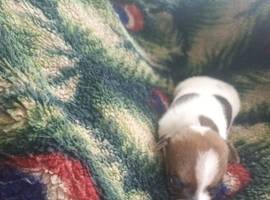 jack russel
