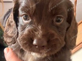 Cocker spaniel puppies