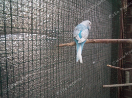 Baby budgies