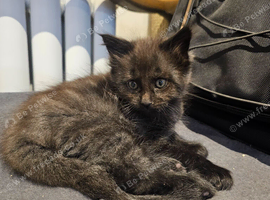 1 male maine coon