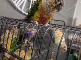 conures 9 months old