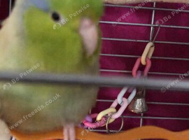 Cute little talking boy parrotlet