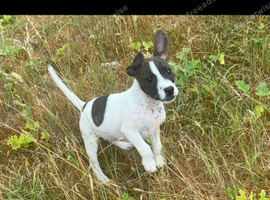 Jack russle cross