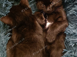 2 playful male black kittens