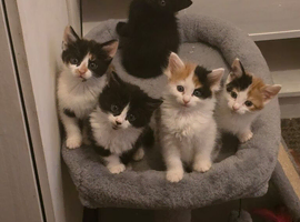 Kittens