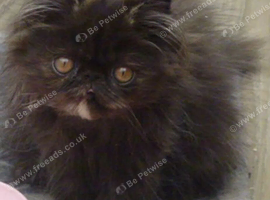 GCCF  Registered Pure Persian Kitten