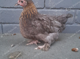 Bantam chickens