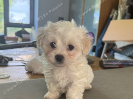 Beautiful full pedigree Maltese puppies