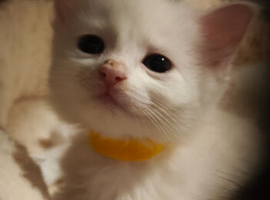 White Kitten