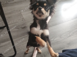 Chihuahua girl
