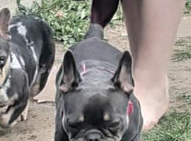 Bessie french bulldog
