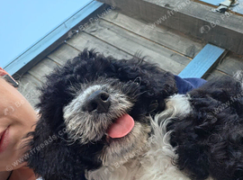 Puppy for sale 500 ono