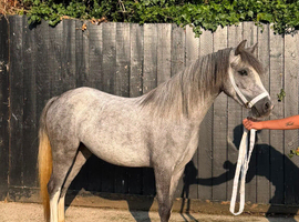 Grey 2yo section A mare