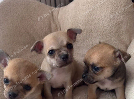 Adorable Chihuahua Puppies &ndash; 2 Boys, 1 Girl Looking for Loving Homes