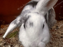 Female rabbit