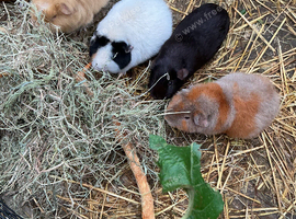 I can offer a home to retired sows