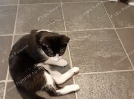Black and white male kitten 15 weeks old female kitten white and black and white and black female kitten 15 weeks old