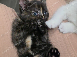 Kittens looking for forever home