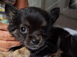 Chihuahua puppies