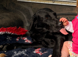 Perfect family dog