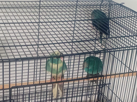 Kakarikis Parakeet