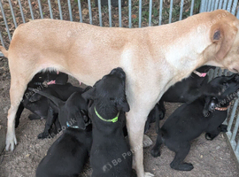Labrador x rottweiler pups