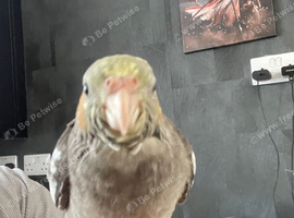 Cockatiel for sale