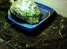Tortoise