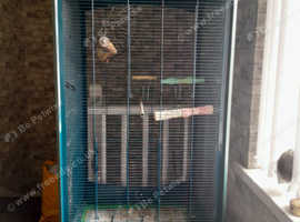 Bird /parrot cage