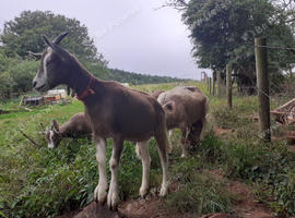 Toggenburg Goat Doelings - Father Pedigree.