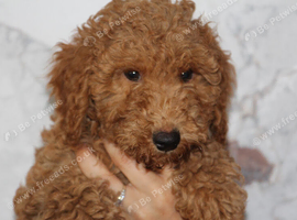 Health tested f1b cockapoo ready now