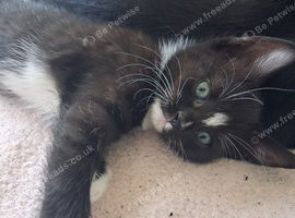5 Kittens 4 sale