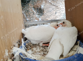 Pigeon for sale