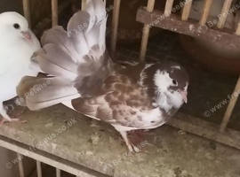 English garden fantail pigeons